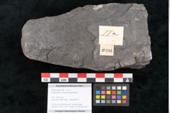 Foto (Objekt + Etikett) von Camptopteris haastii Ettingshausen (NHMW-GEO-2024-0188-10296)